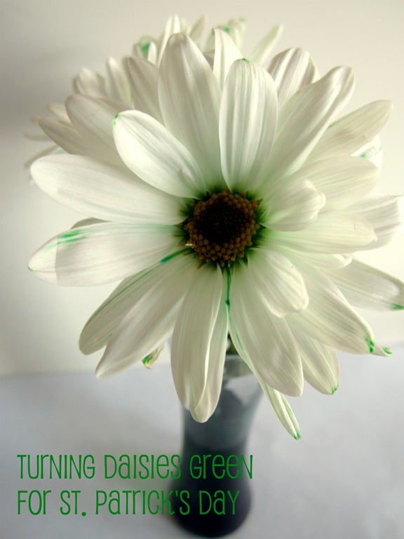 Green Daisies Science Fun for St. Patrick's Day at B-InspiredMama.com