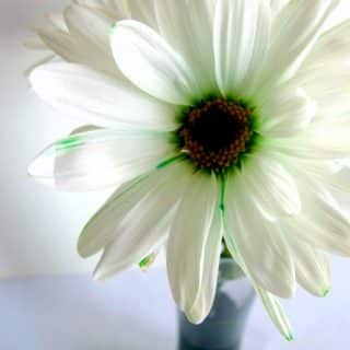 Simple Science for Kids - Turning Daisies Green for St. Patrick's Day at B-Inspired Mama