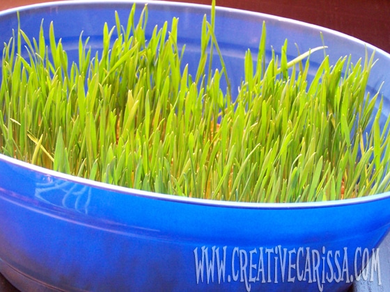 Growing Grass Easter Activity from Creative Green Living & B-InspiredMama.com
