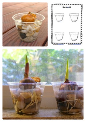 Observing Plant Growth with a Science Worksheet for Kids from Buggy and Buddy at B-InspiredMama.com