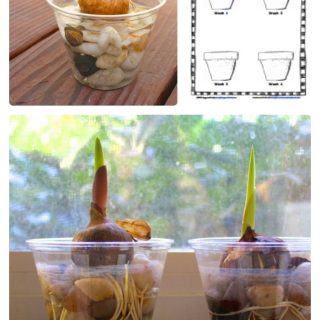Observing Plant Growth with a Science Worksheet for Kids from Buggy and Buddy at B-InspiredMama.com