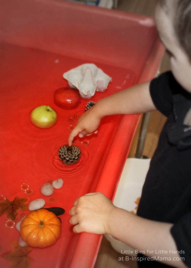 A child doing a Fall Preschool Sink or Float Experiment with various Autumn-themed objects like pine cones and pumpkins in a bin of water.