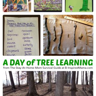 Nature Activities for Kids All About Trees at B-Inspired Mama