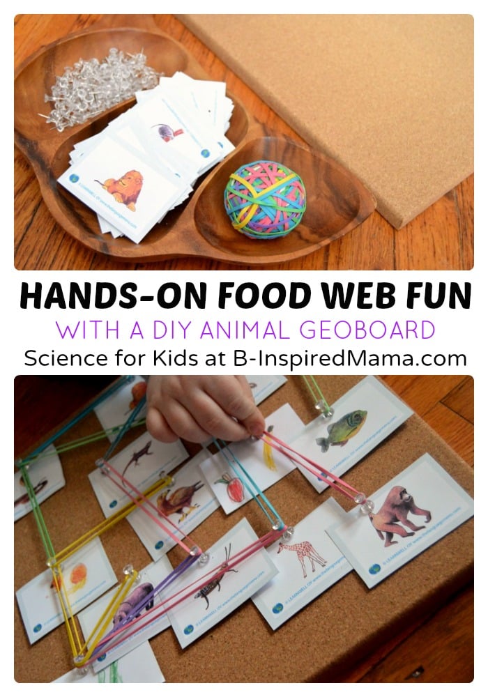 A Hands on Food Web Board - Science for Kids at B-Inspired Mama