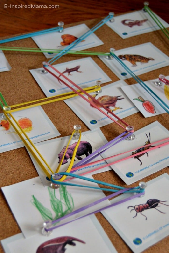 Our Hands on Food Web Board - Science for Kids at B-Inspired Mama