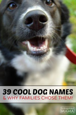 39 Dog Names and Why Families Picked Them - at B-Inspired Mama
