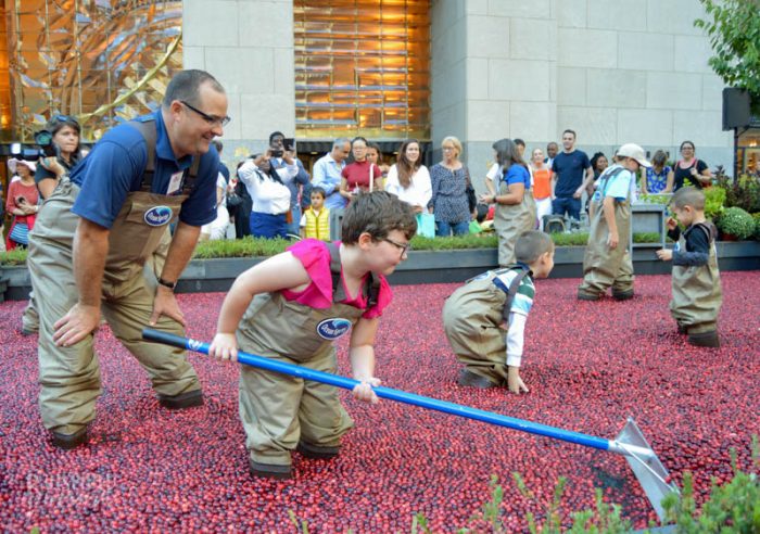 A child, wearing hip waders with the Ocean Spray logo, stands in a makeshift cranberry bog with water half way up to her knees and cranberries floating on the surface, and uses a tool to move cranberries around on the surface of the water. A male cranberry farmer in hip waders stands behind the child looking on. And a crowd of people stand, mingling and watching, in the distance background.