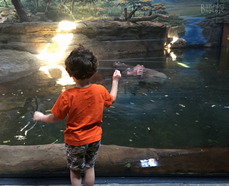 JC checking out the Hippos at Adventure Aquarium