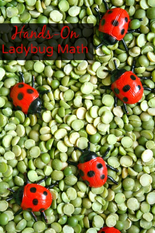 Sensory Ladybug Math