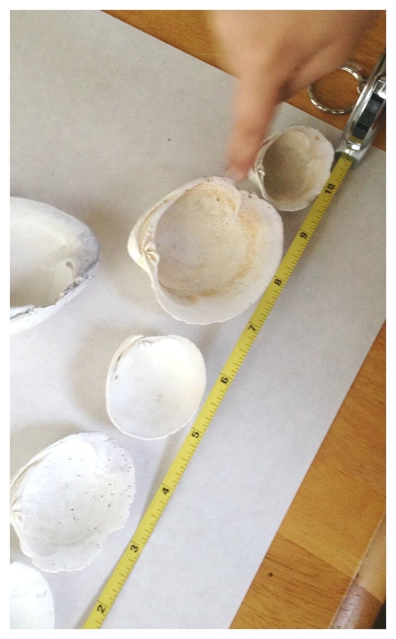 Measuring Seashells Math Activity