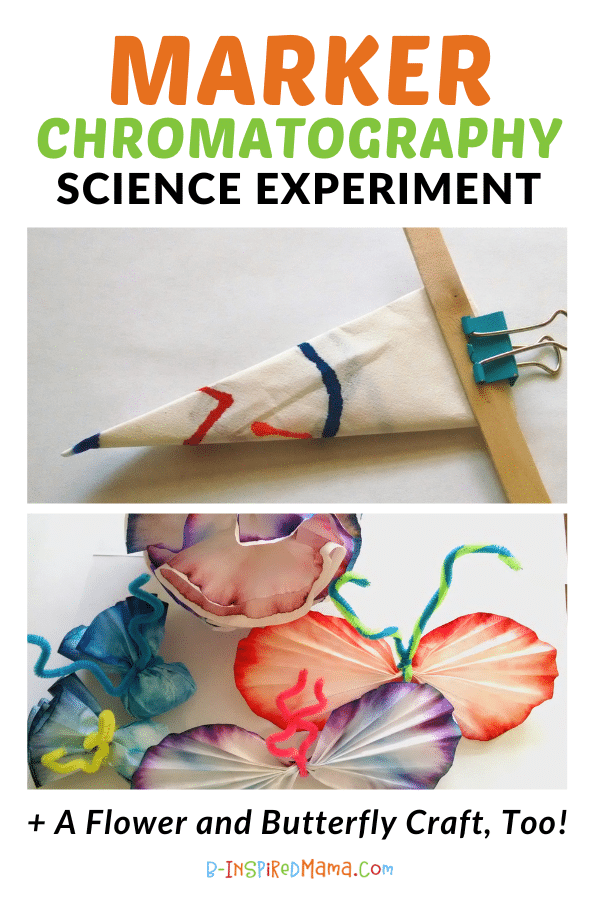 A collage of 2 photos of the steps of an easy Marker Chromatography Experiment for kids. One photo shows a folded coffee filter, decorated with colorful markers, clipped onto a wooden craft stick. The other photo shows colorful dyed coffee filters turned into flower and butterfly crafts.
